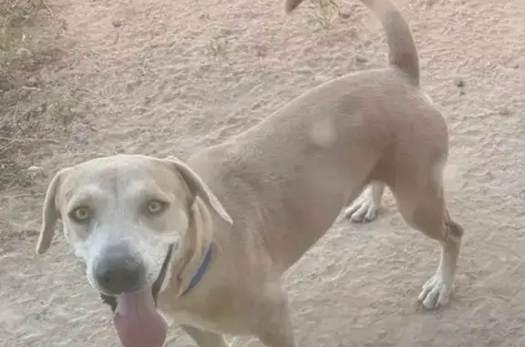 Lost Dog: Tango Seen in Edinburg, TX