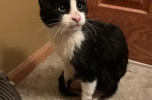 Friendly Tuxedo Cat Found in G...