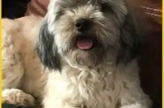 Perros perdidos, Los Mochis, foto: Perro Perdido en Av. Francisco I. Madero