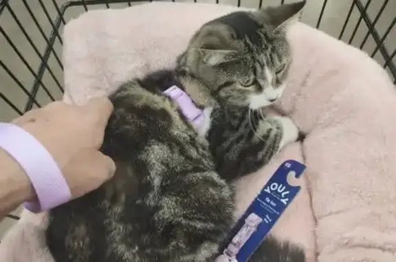 Lost and found pets Mesa, photo: Lost Cat in Mesa: Help Find Piper!