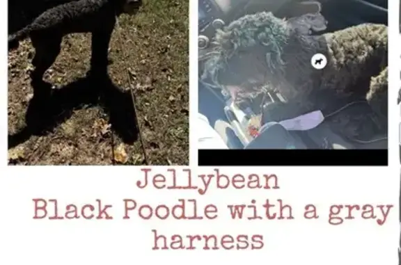 Lost Dog Jellybean: $200 Reward Offered!