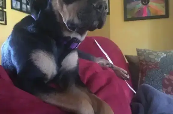 Lost Dog: Black & Tan, Purple Collar