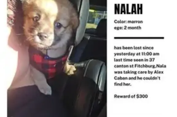 Lost pets Fitchburg, photo: Lost Dog: Help Find Nalah in Fitchburg