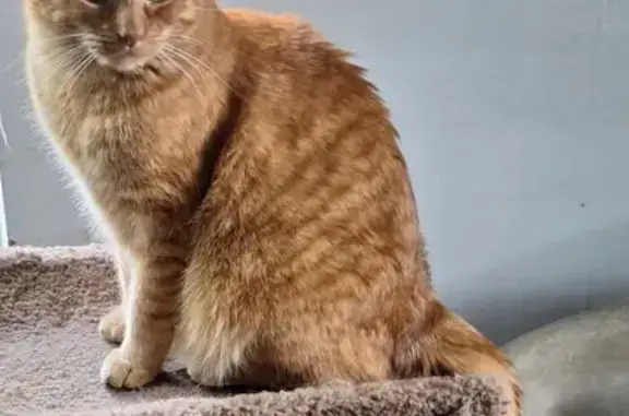 Lost Cat: Unique Ear & Lip Marks, Clintonville