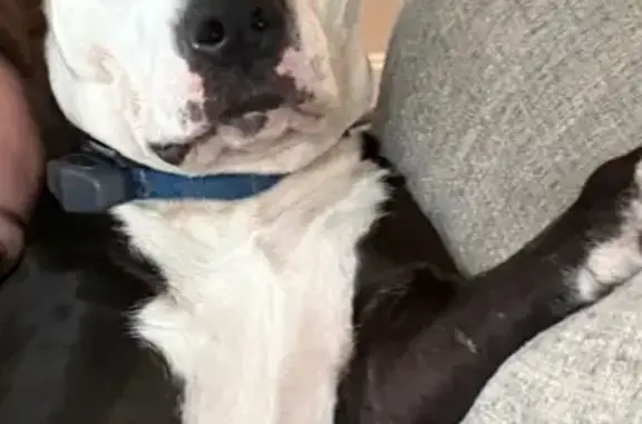 Lost Dog: Nervous Black & White Pup