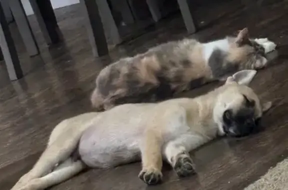 Missing: Kilo, Unique Eyes, Mead Area