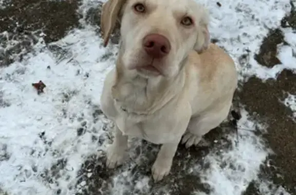 Lost Cream Dog: 136th St, Sand Lake