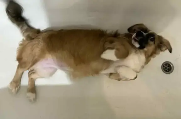 Зникла 6-місячна собака Ляля: Івано-Франківськ