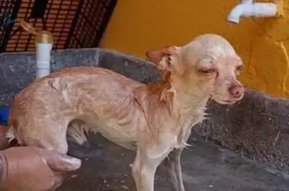 Perros perdidos, Las Choapas, foto: Perro Canelita Perdido en Las Choapas