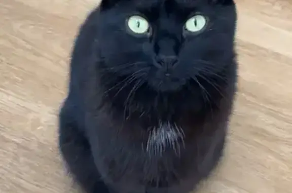 Lost Black Cat: Green Eyes, Mecca Ave