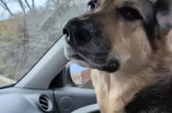 Lost pets Franklin, photo: Lost Tricolor Dog: Skittish, 86 lb, Franklin