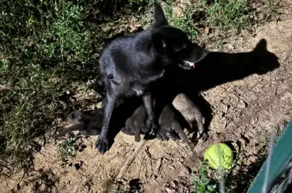 Missing: Friendly Black German Shepherd