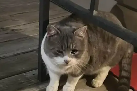 Lost Cat Alert: Minooka Area - Help Needed!