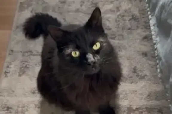 Friendly Black Cat Found on Me...