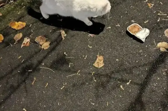 Animaux trouvés , photo: Chatte trouvée près de la MJC de Colombelles