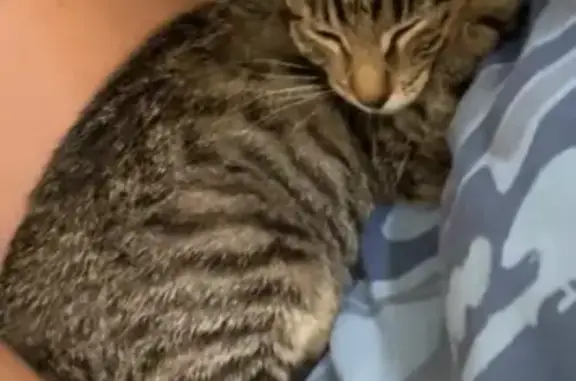 Lost Tiger Print Cat - South Shore, RH