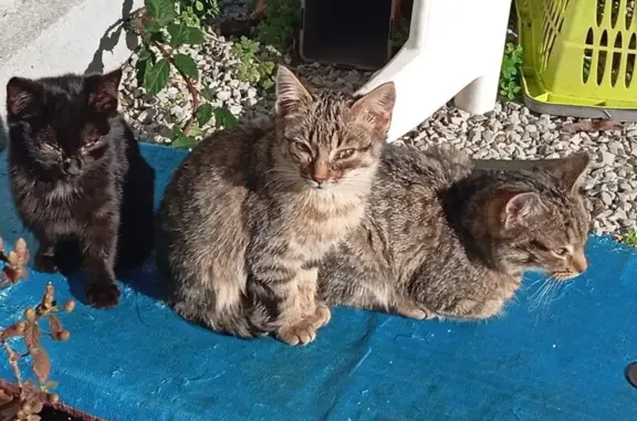 Animaux trouvés , photo: Chatons errants à adopter à Pont-de-Buis