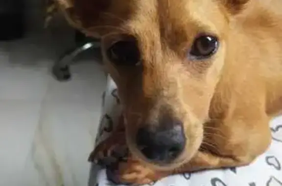 cachorro desaparecida