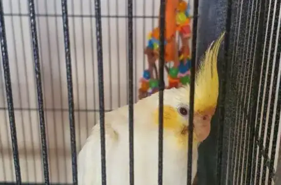 Lost Bird in Keilor: Reward Of...