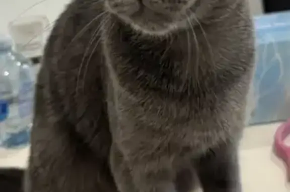 Lost Grey Cat, 6 Months, Highb...