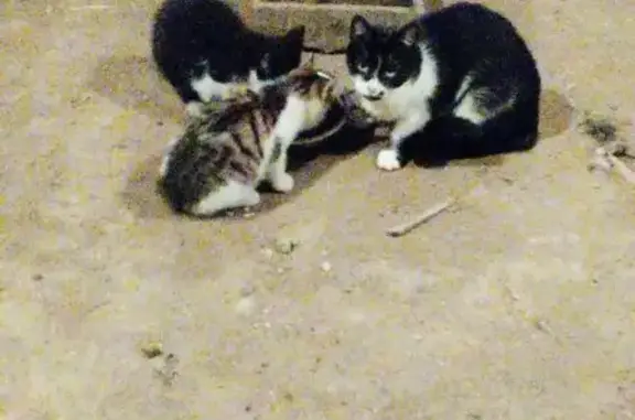 Animaux trouvés , photo: Chatte et petits trouvés à Briosne-lès-Sables