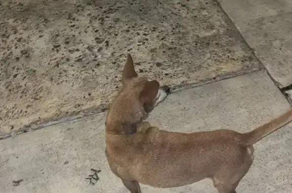 Found dog Pharr, photo: Found: Tan Dog with Orange Collar in Pharr