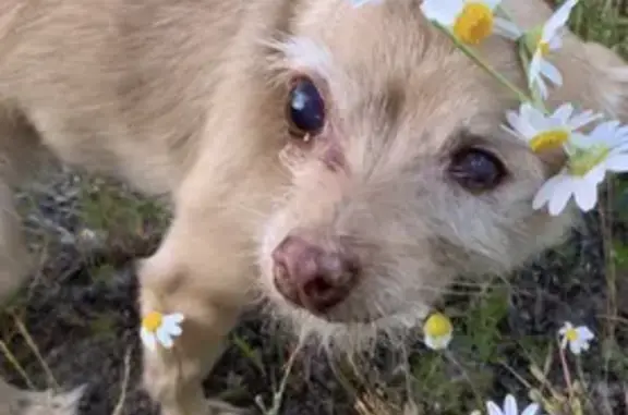 Lost Dog: Tiny Ru, NE Portland, Nov 27