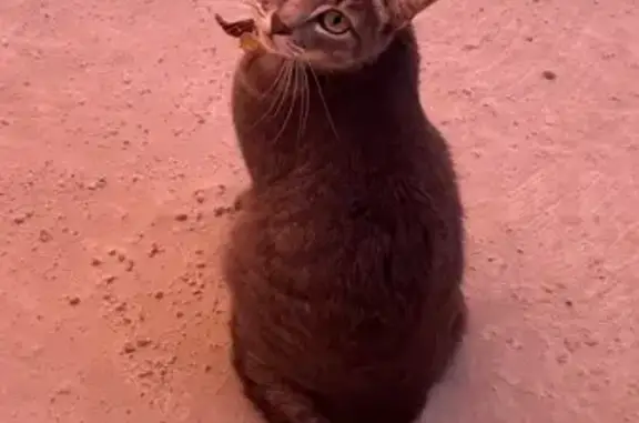 Gatos perdidos, Zapopan, foto: Gata Gris Perdida: Frida con Collar Rojo