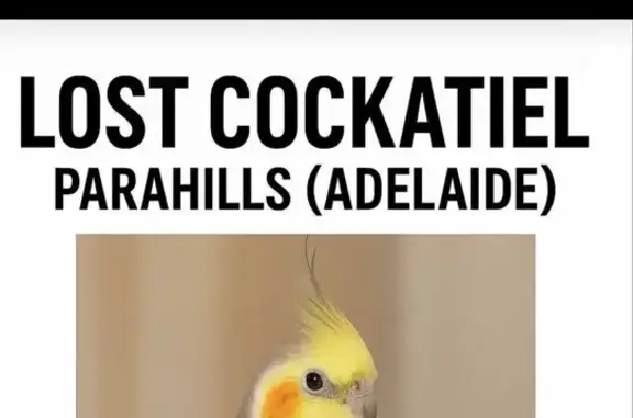 Lost Cat: Kiwi, 3yo, Gwender T...