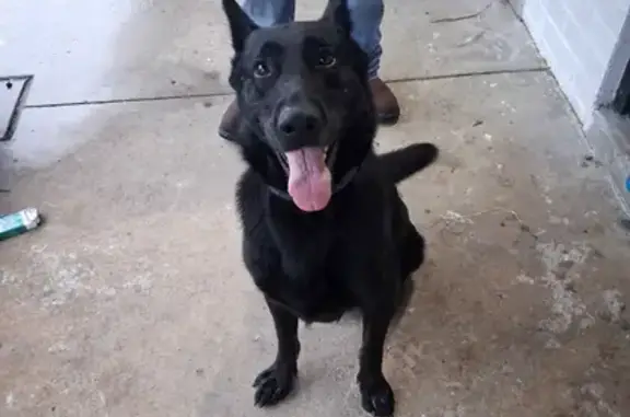 Lost and found pets Tulsa, photo: Lost Black Dog: Blue Collar, E. 11th St, Tulsa