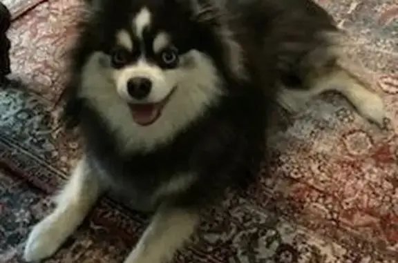 Friendly Pomsky Lost Near Baden Drive