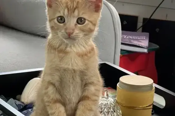 Heartbroken: Lost Cat on 8th Ave NW, Largo