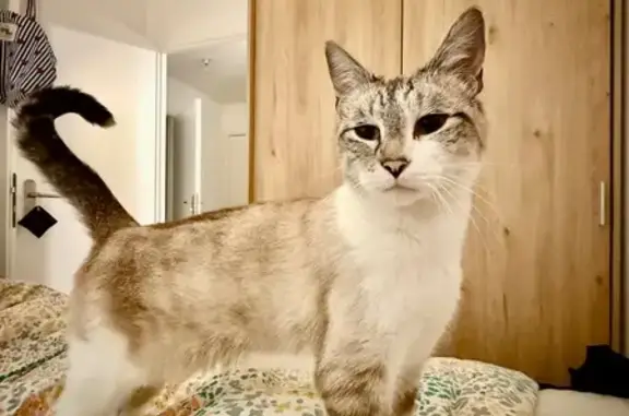 Chatte perdue, blanc crème et gris, Châtillon - photo