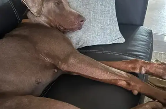 Found pets Columbus, photo: Found Dog: Brown, Floppy Ears, Columbus