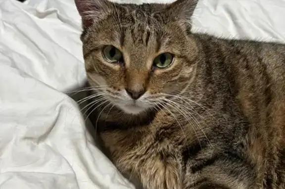 Lost Cat: Sahara, Brown/Black...