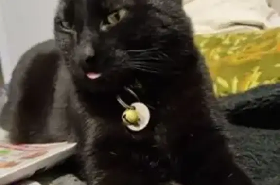 Lost Black Cat Middy: Gold Collar & Bell