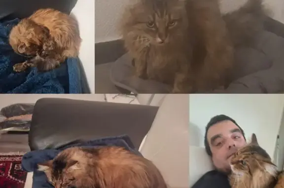 Chat perdu : Mani, 8 ans, boîte à droite - photo