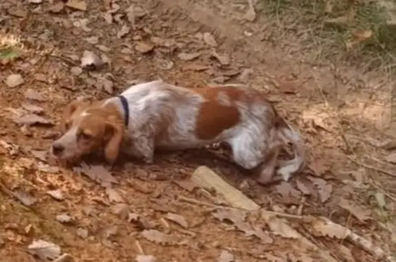 Chien perdue marron-blanc à Mansle-les-Fontaines - photo