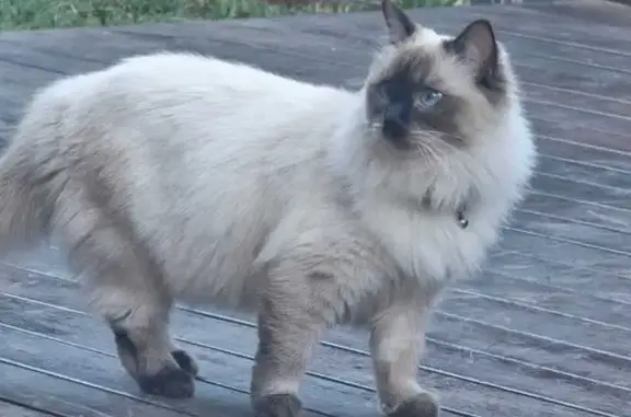 Lost: Small White Cat with Black Patches