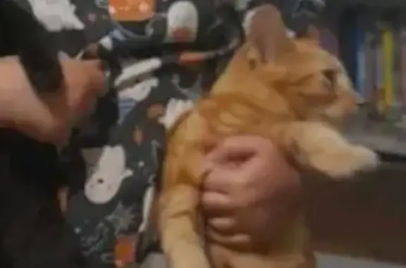 Lost Ginger Cat: Call 0423266432