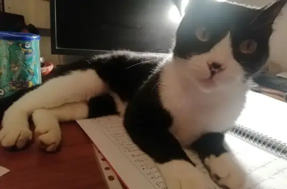 Gato Blanco y Negro Perdido en Ravenissa