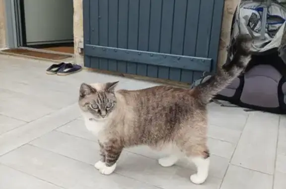 Animaux perdus Sèvres-Anxaumont, photo: Chatte grise perdue à Sèvres-Anxaumont