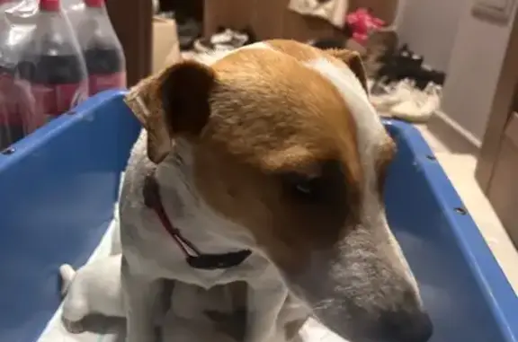 Зникла собака на Стрийському провулку, Чернівці