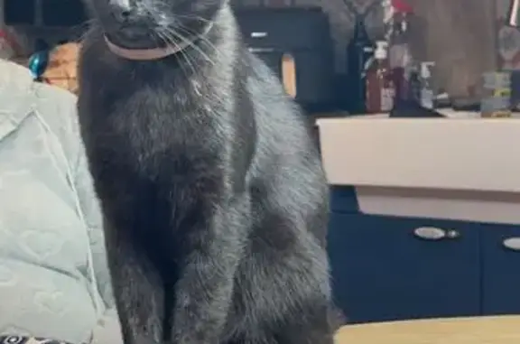 Chat noir perdu, collier bleu, Basly - photo