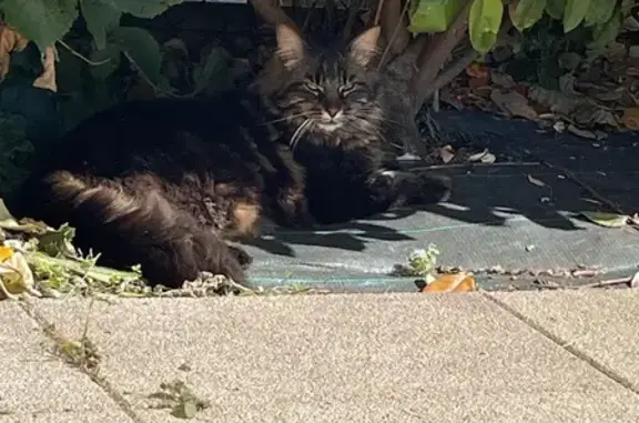 Chat noir à poil long perdu à Cormelles - photo