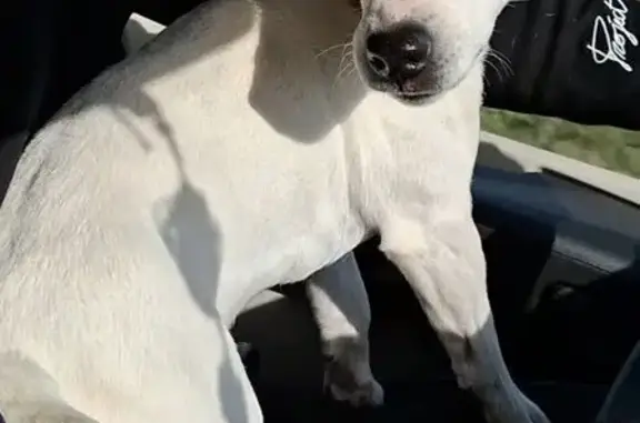 Chien perdu Jack Russel blanc, 11 ans - photo