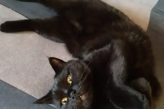 Gato Negro Perdido en Paterna: 10 Años, Microchip