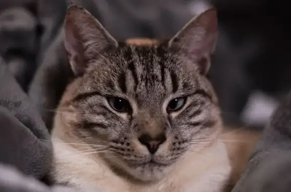Chat perdu, Chavagnes-en-Paillers, photo: Chat perdu à Chavagnes : Alto, 2 ans, beige