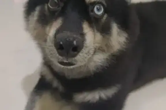 Lost and found pets Singapore, photo: Lost Dog: Black Coat, East Coast Rd