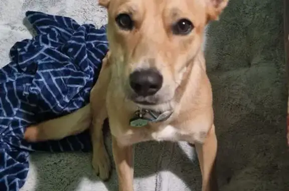 Lost and found pets Oregon City, photo: Lost Fawn Dog, Blue Collar, Oregon City